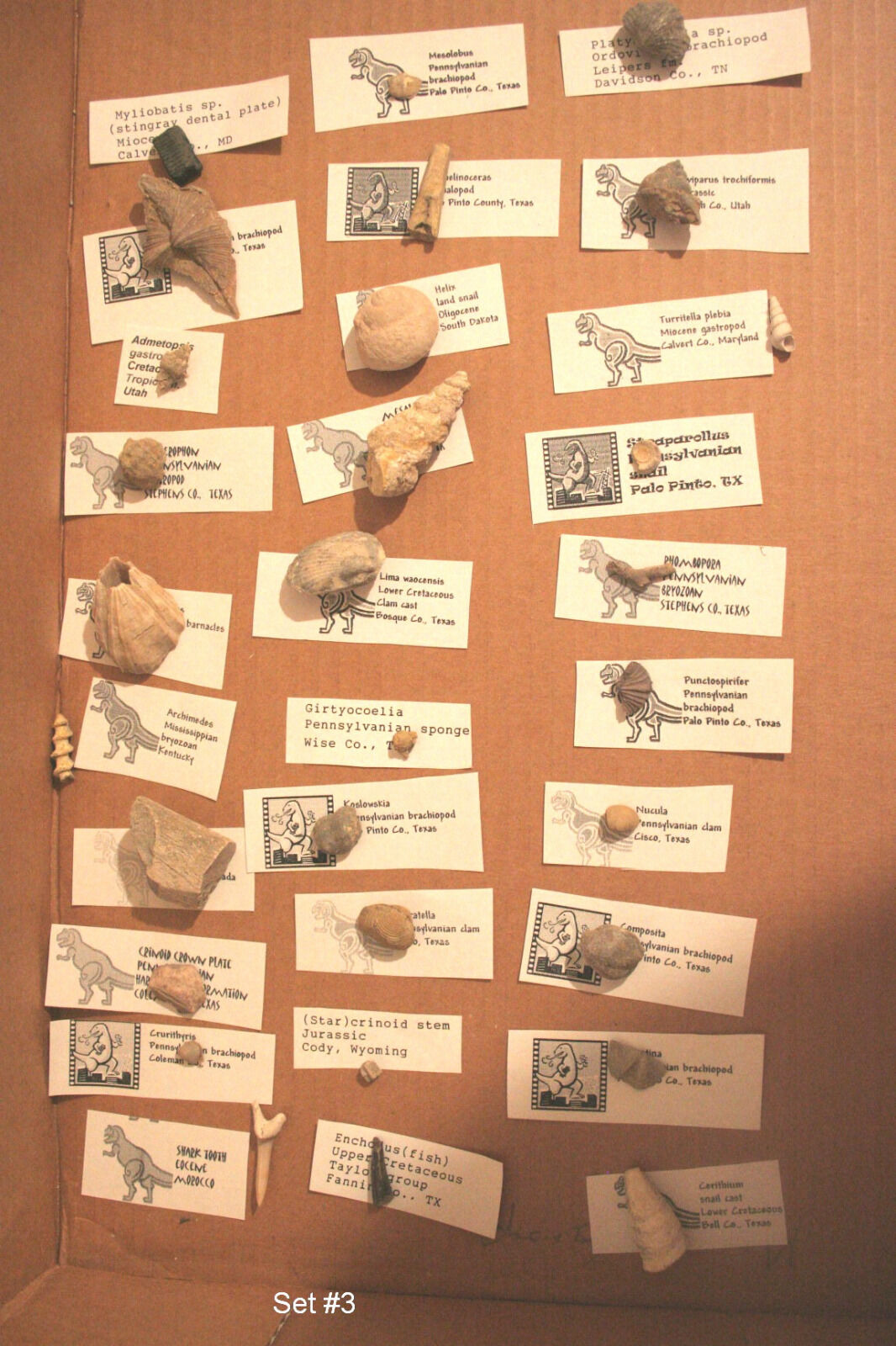 30 different identified fossils..Set #3...identified, labeled, and bagged
