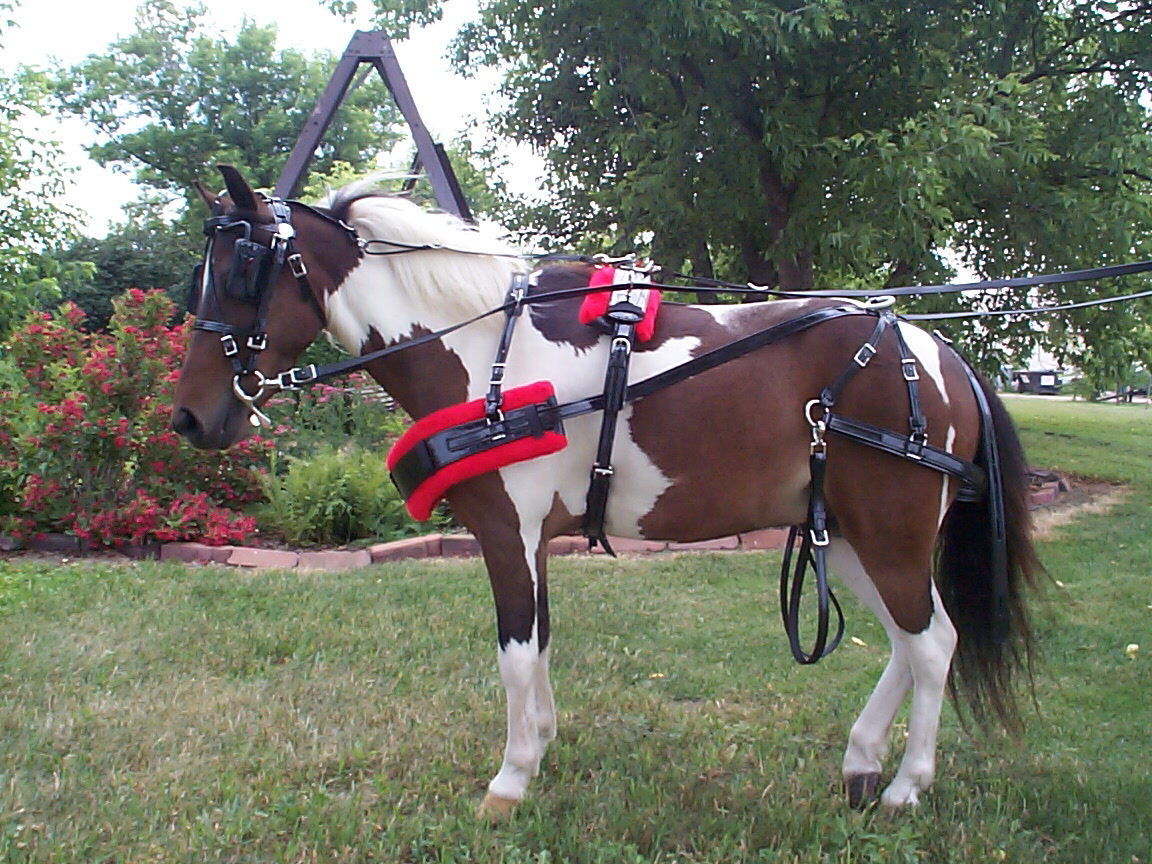 BIOTHANE  MINI AND SMALL PONY HARNESS, AMISH MADE WITH STAINLESS HARDWARE, NICE