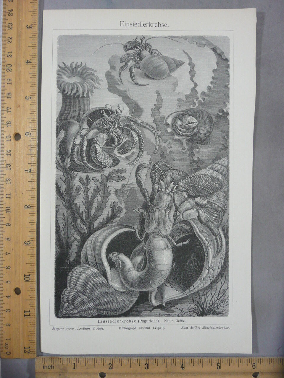 Rare Antique Original VTG Paguridae Hermit Crab Illustration Art Print