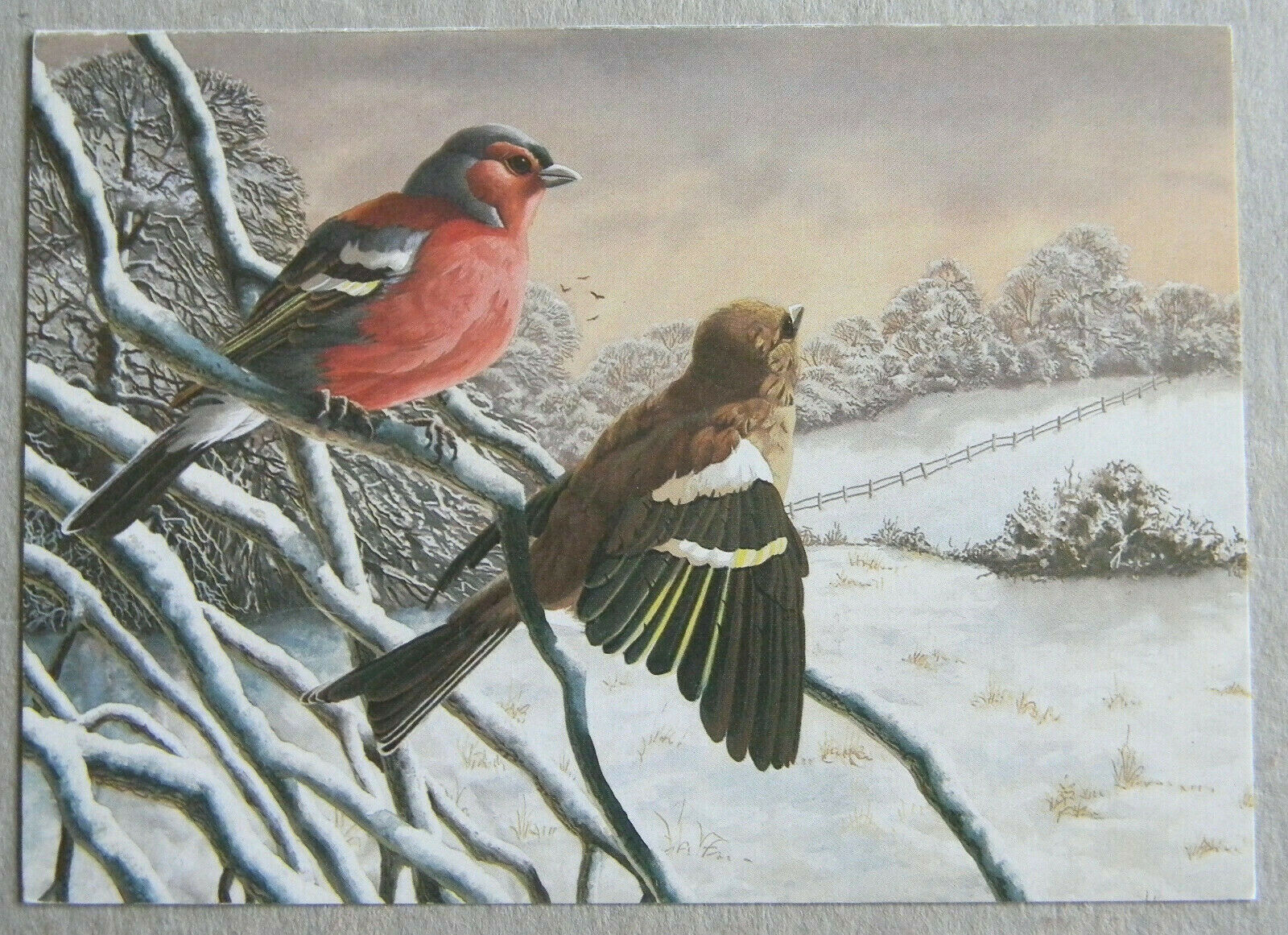 German-Post Card-2 Birds in the Snow-Blank-No Text-6x4.25-Vintage-Free Shipping