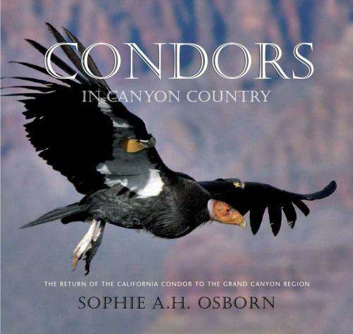 Condors in Canyon Country: The Return of the California Condor to the Grand Cany