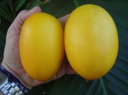* Vine Peach Melon *  Mango Melon * Very Unique * Fast & Eazy Growing 10 Seeds 