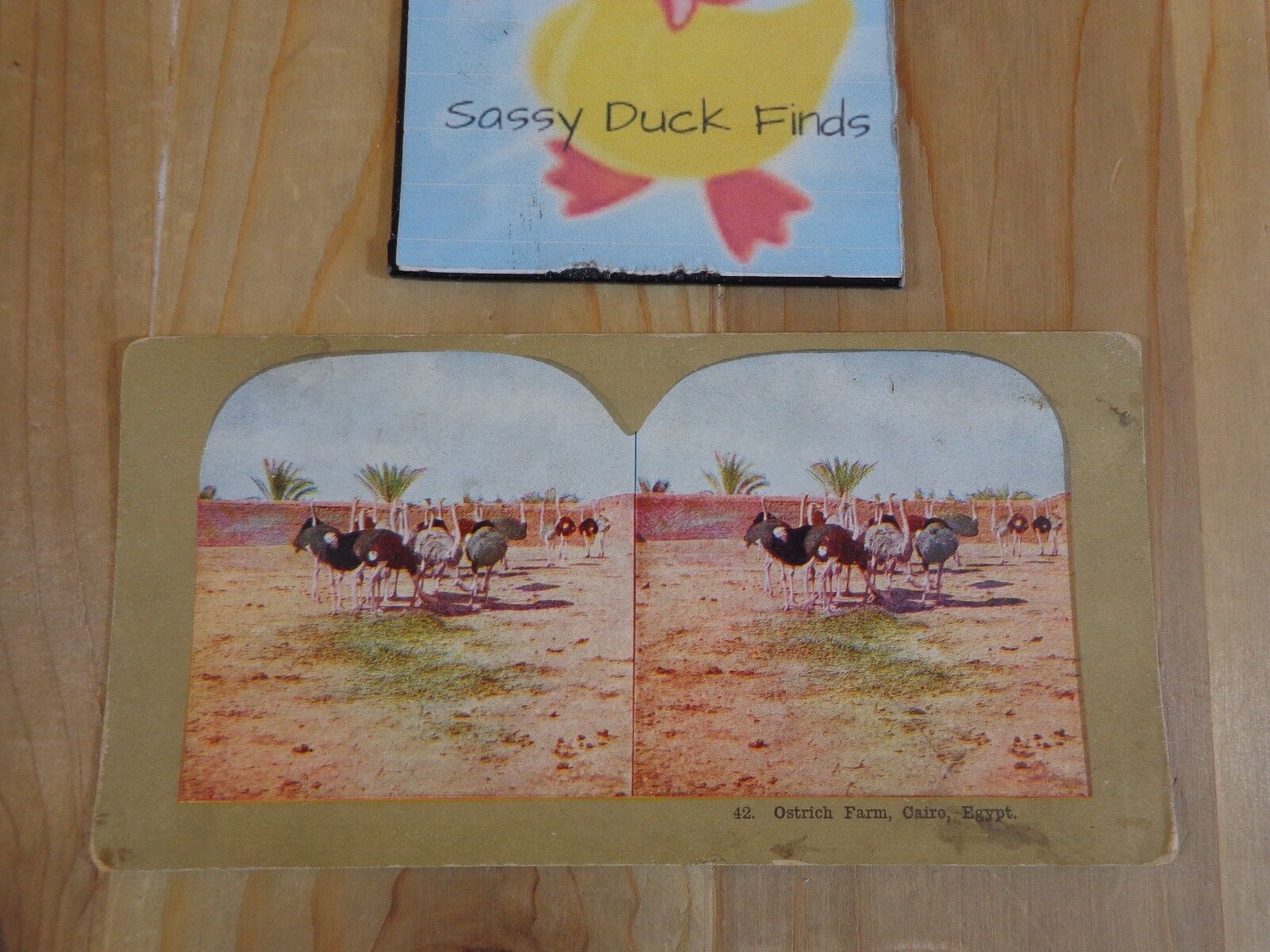 Vintage Stereoview ONE Card No 42 OSTRICH FARM CAIRO EGYPT Color Photo