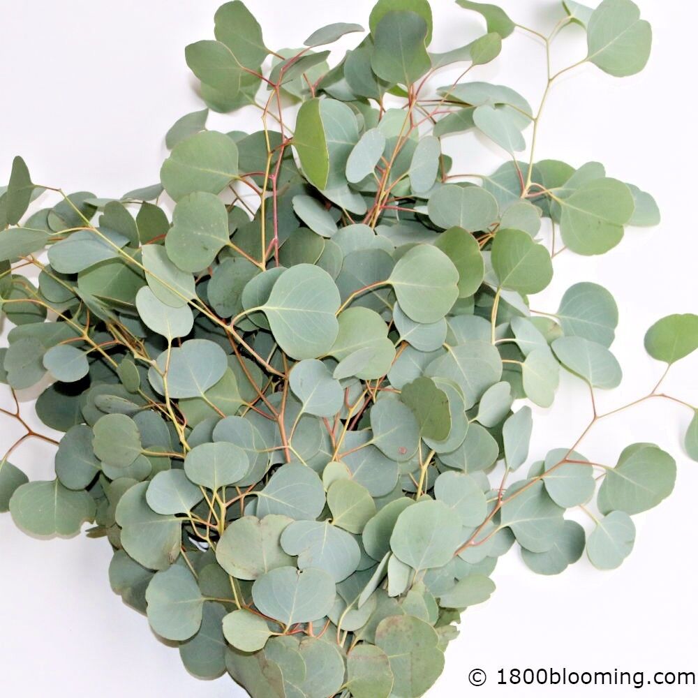 Silver Dollar Eucalyptus, Fresh Cut Greens & Foliage -- Wholesale / DIY / Event