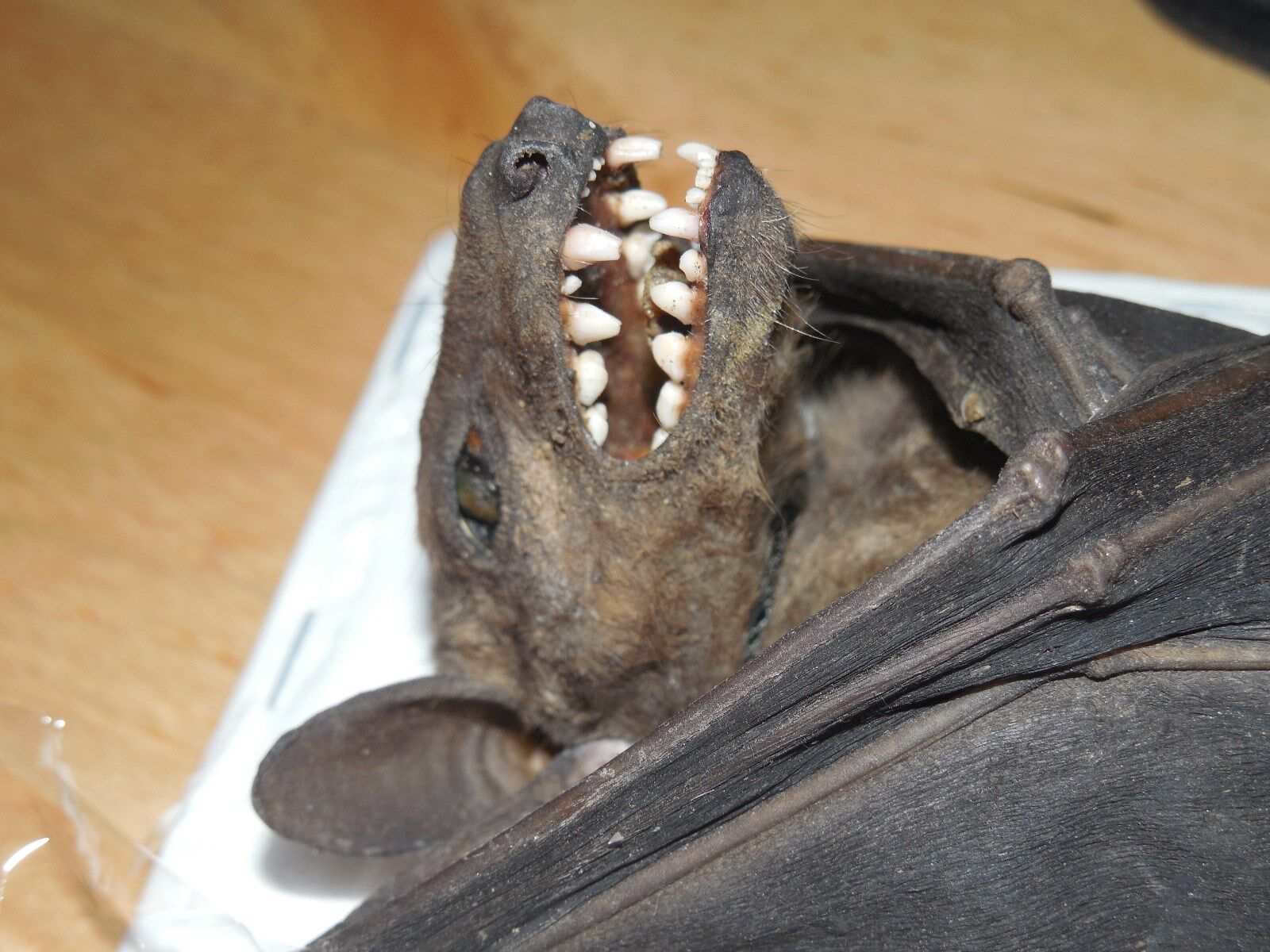 ROUSETTUS LESCHENAULTI REAL HANGING BAT INDONESIAN TAXIDERMY