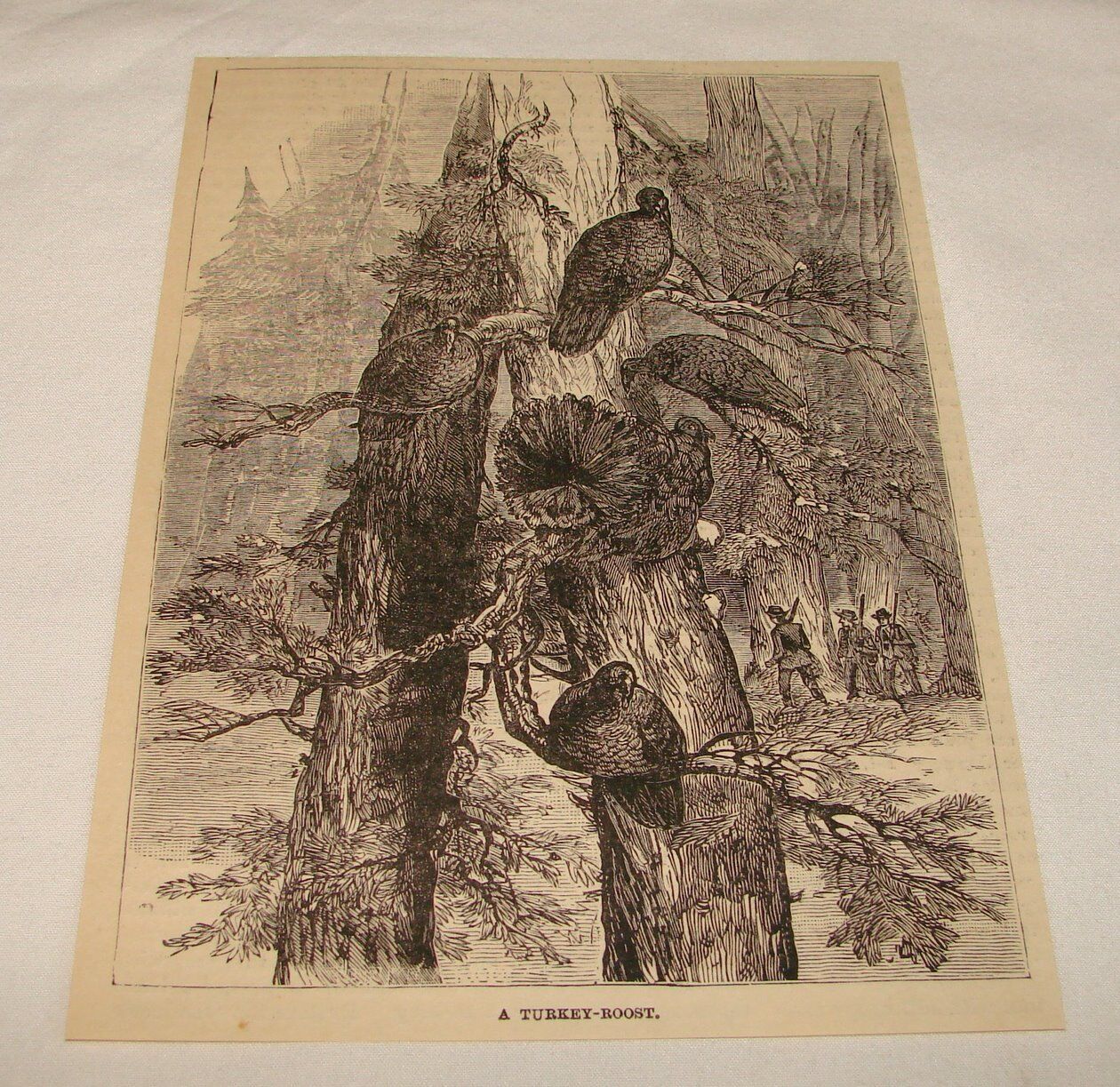 1885 magazine engraving ~ A TURKEY-ROOST