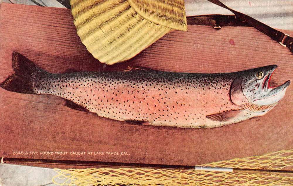 Lake Tahoe California a five pound trout caught in lake antique pc ZE686258
