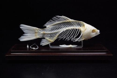 Real fish skeleton,mounted in display case,taxidermy,specimen 