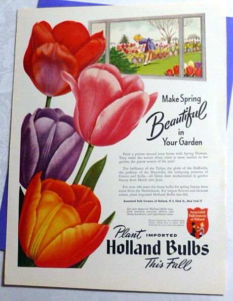 Vintage 1951 Ad Associated Bulb Growers Holland Tulips Pink Purple Red FP Color