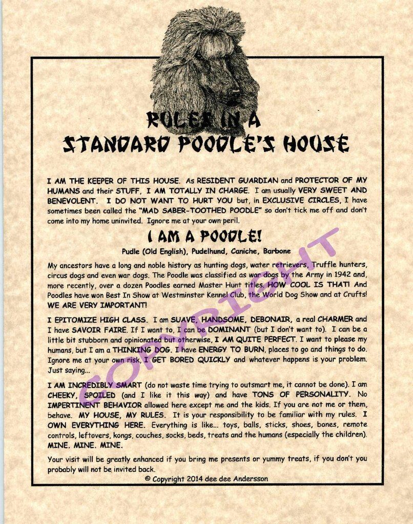 Rules In A Standard Poodle\'s House