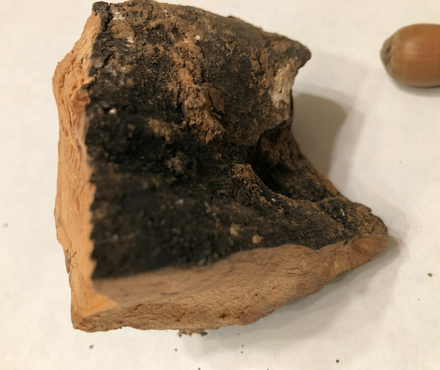 Abraham's Oak Bark Relic Tree of Mamre Acorns Hebron Ancient Holy Site Terebinth Abraham's Oak Bark Relic Tree of Mamre Acorns Hebron Ancient Holy Site Terebinth