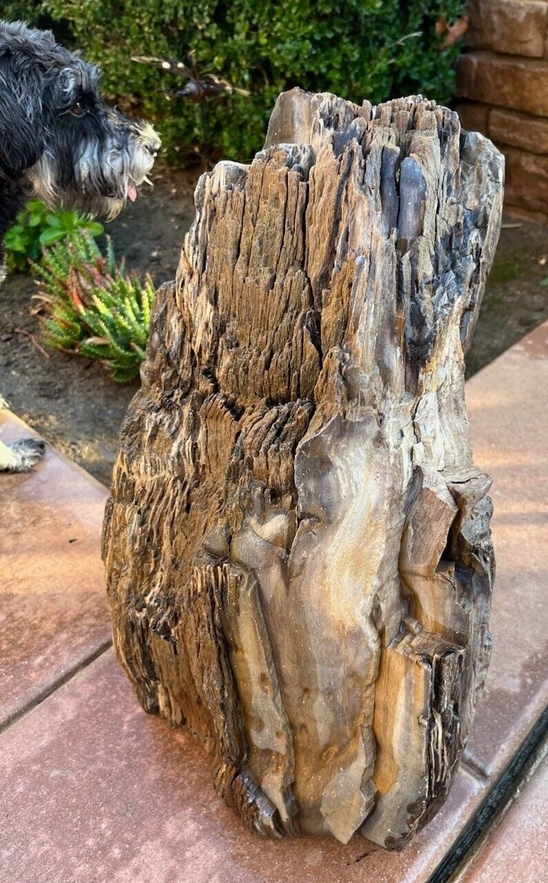 PETIRFIED LOG FROM NORTH DAKOTA /MANITOBA - TRULY AMAZING 75 LBS PETIRFIED LOG FROM NORTH DAKOTA /MANITOBA - TRULY AMAZING 75 LBS