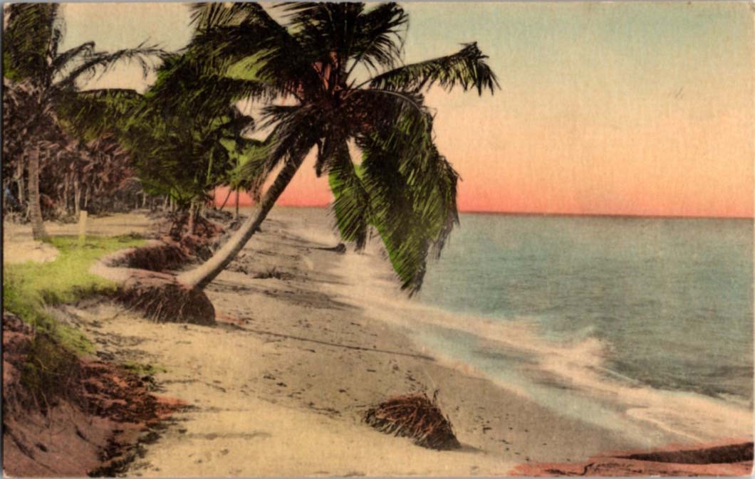 Winter Park FL postcard THE TROPICAL SHORE LINE PALM TREES BEACH 9/12 BE0083 Winter Park FL postcard THE TROPICAL SHORE LINE PALM TREES BEACH 9/12 BE0083