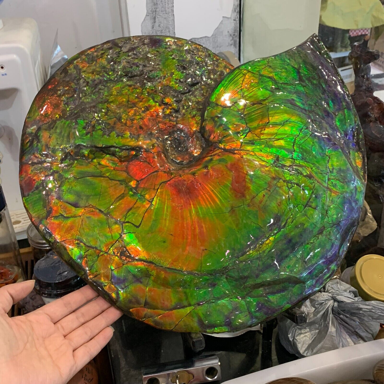 Rare Treasured Ancient Colourful Ammonite Fossil Canadian Mine Display Spencimen