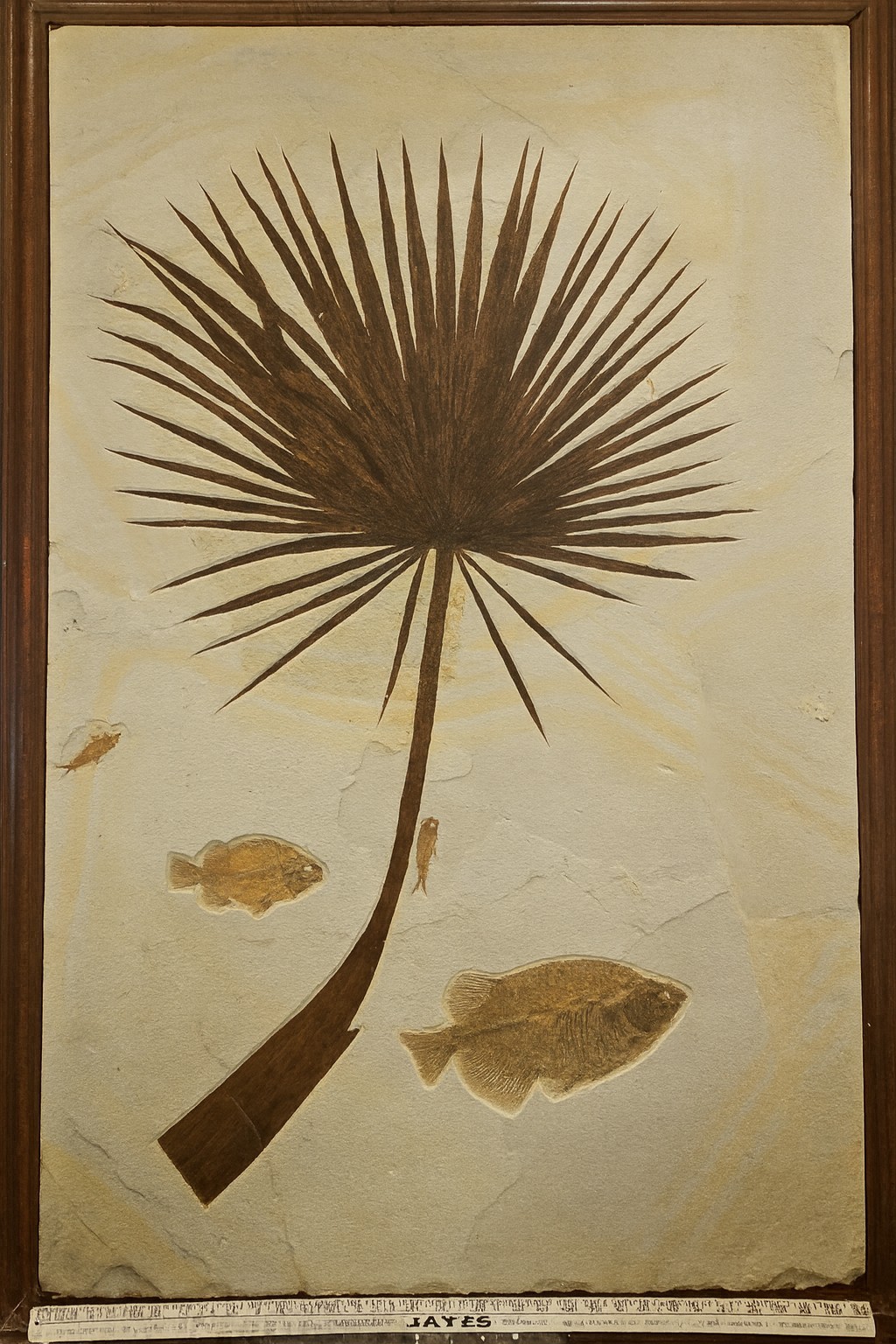 Museum-Quality Green River Fossil Panel – Palm Frond w/ 4 Fish – 60” Display Museum-Quality Green River Fossil Panel – Palm Frond w/ 4 Fish – 60” Display