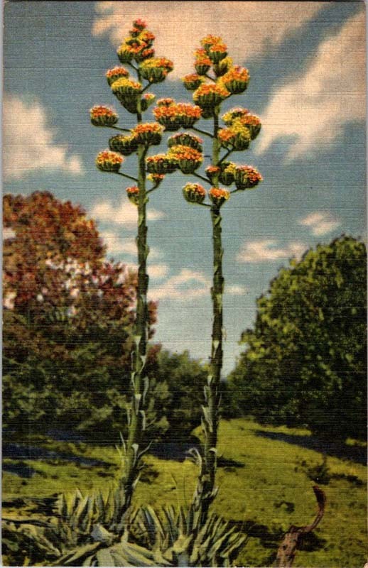 Albuquerque NM postcard CENTURY PLANTS OF THE DESERT AGAVE AMERICANA 9/12 AV9720 Albuquerque NM postcard CENTURY PLANTS OF THE DESERT AGAVE AMERICANA 9/12 AV9720