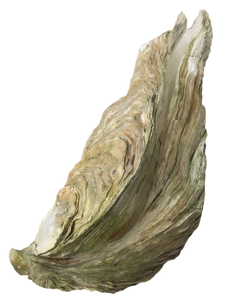 EXTREMELY RARE 14 INCH GIANT PACIFIC OYSTER SEA SHELL 50+ Year OLD (3lb 14oz)