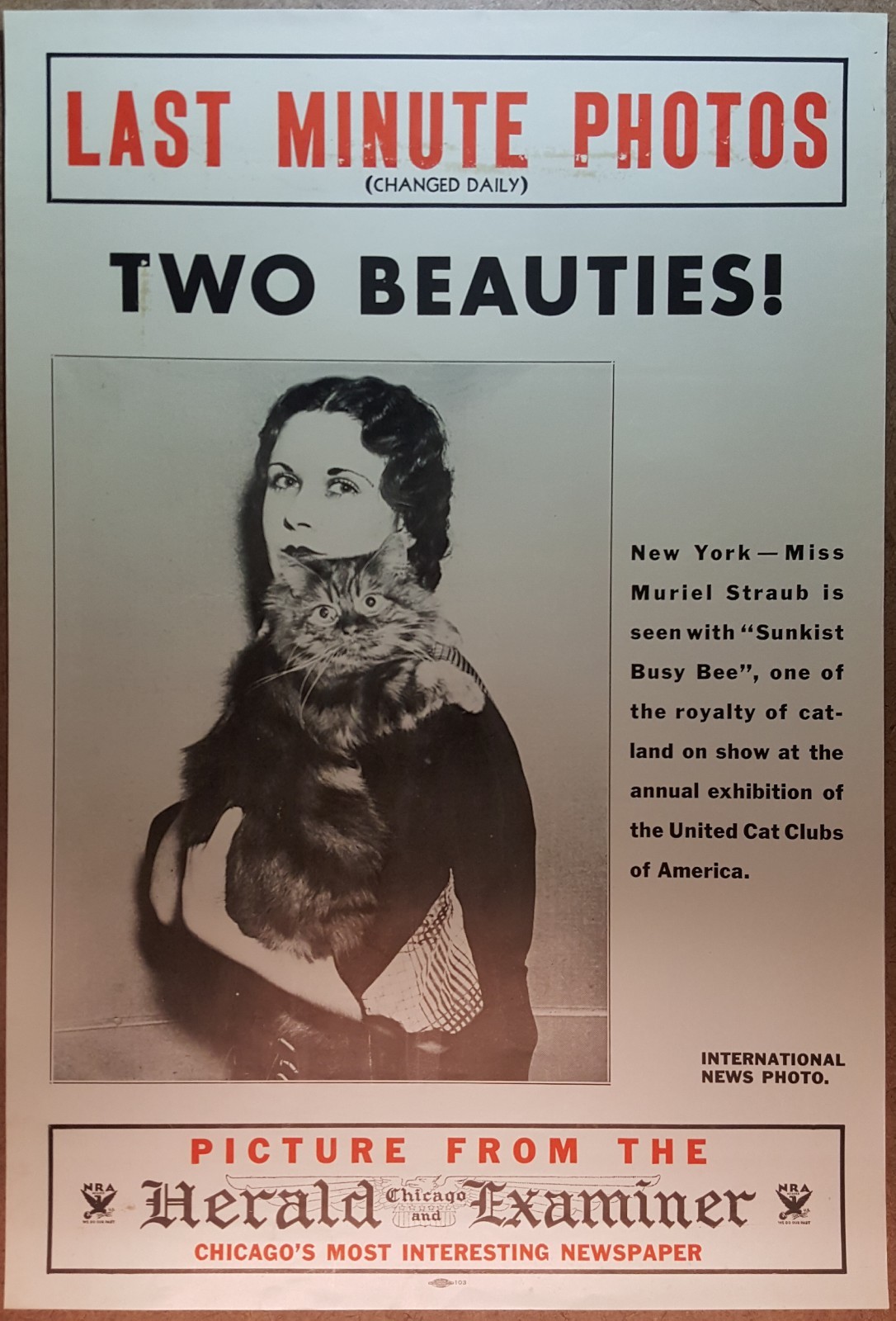 VINTAGE 1934 CHICAGO HERALD EXAMINER NEWSPAPER PHOTO POSTER CAT MAINE COON? NRA VINTAGE 1934 CHICAGO HERALD EXAMINER NEWSPAPER PHOTO POSTER CAT MAINE COON? NRA