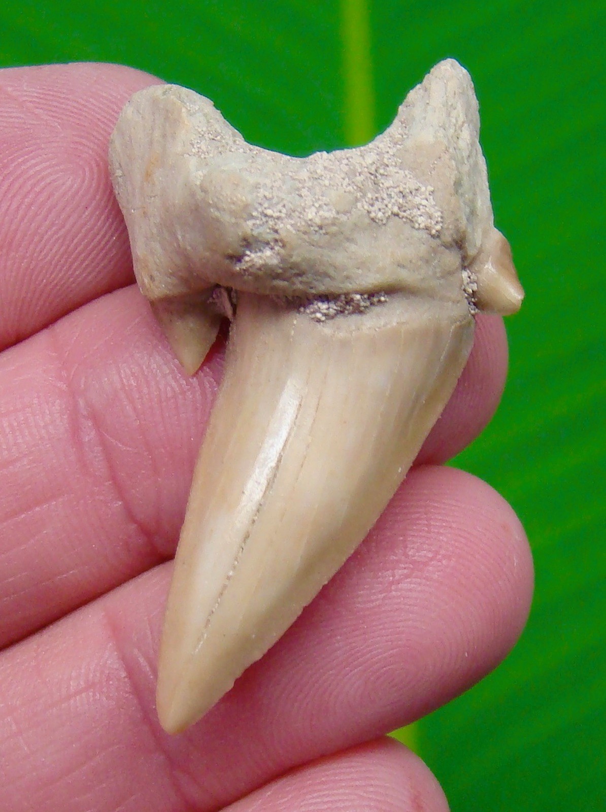 OTODUS Shark Tooth with Extreme Pathology Twist - Megalodon Ancestor OTODUS Shark Tooth with Extreme Pathology Twist - Megalodon Ancestor