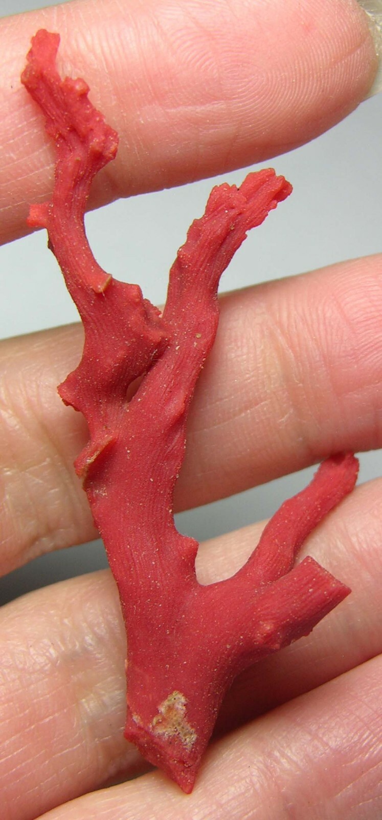 #19 Morocco 19.55ct 100% Natural Rare Rough Red Coral Branch Specimen 3.90g 58mm #19 Morocco 19.55ct 100% Natural Rare Rough Red Coral Branch Specimen 3.90g 58mm