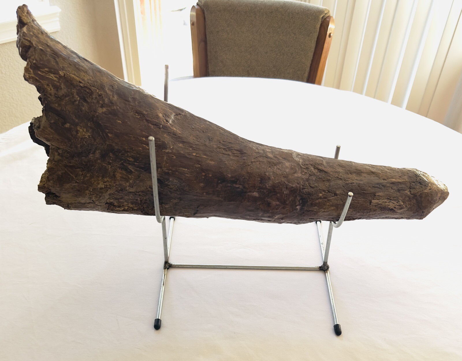 Great Quality 100% Original-Never Broken Nearly A Full 2“ TRICERATOPS BROW HORN
