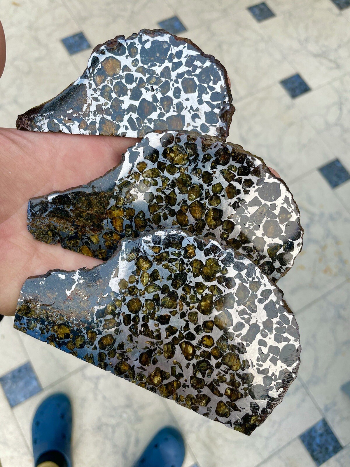 Amazing Seymchan Palasite Meteorite slab´s family three hedgehogs Meteorit Igel