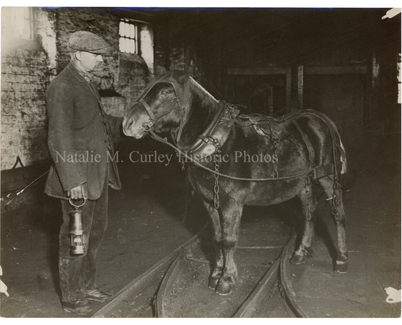 c1926 Coal Mine Pit Ponies Horses U.K. Newcastle Strike Press Photos (4) c1926 Coal Mine Pit Ponies Horses U.K. Newcastle Strike Press Photos (4)