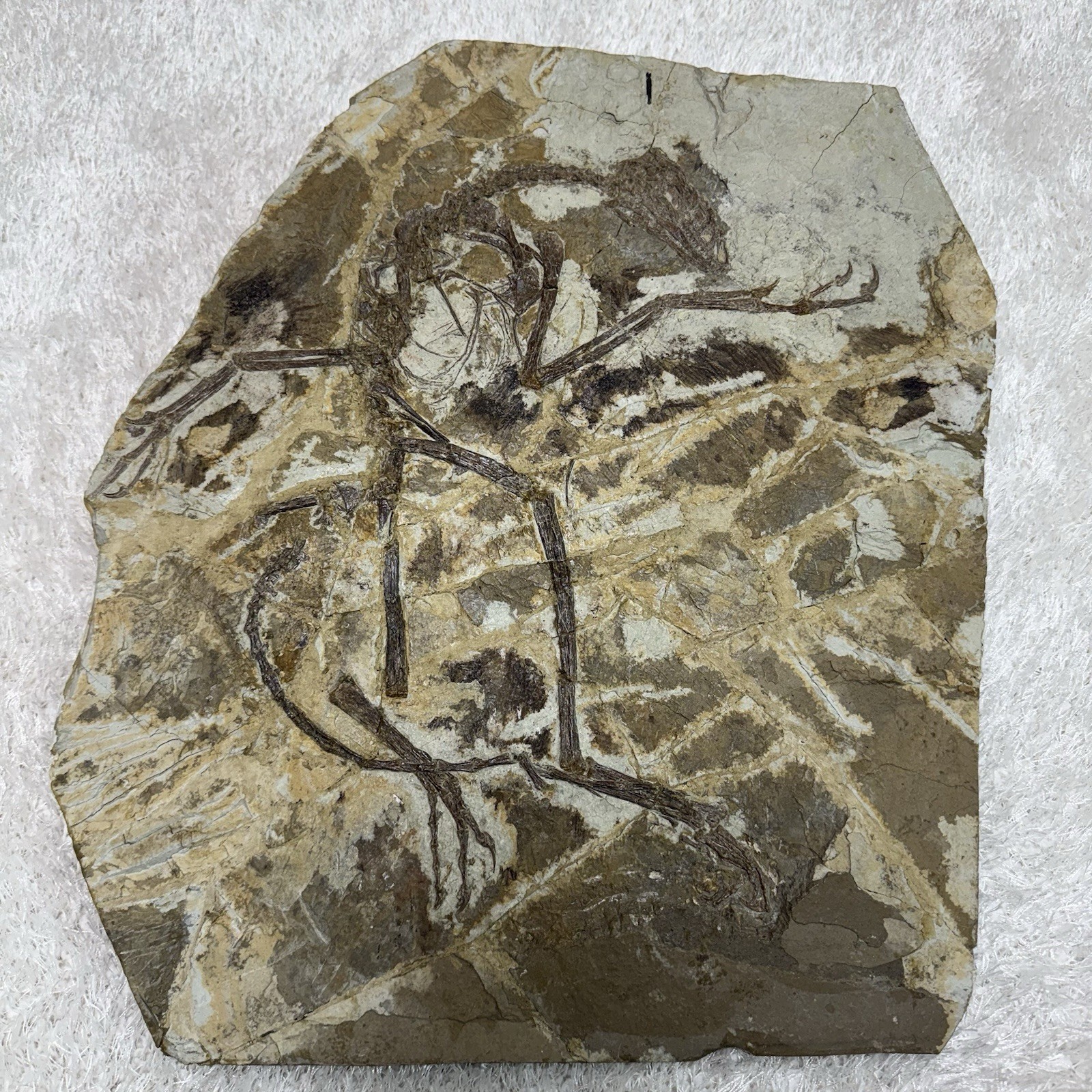 Rare and Genuine Dromaeosauridae Dinosaur Fossil - Exceptional Feather Preserve Rare and Genuine Dromaeosauridae Dinosaur Fossil - Exceptional Feather Preserve