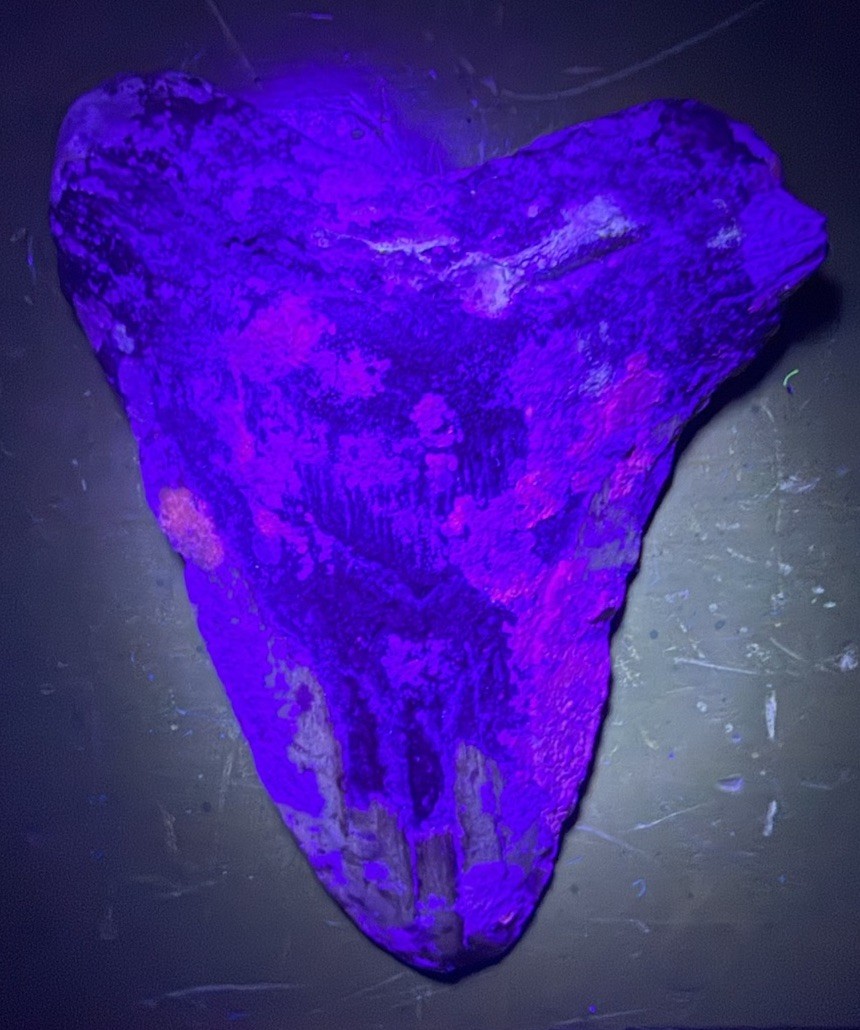 Super Rare 4” Megalodon Shark Tooth Fossil UV Fluorescent Coral North Carolina Super Rare 4” Megalodon Shark Tooth Fossil UV Fluorescent Coral North Carolina