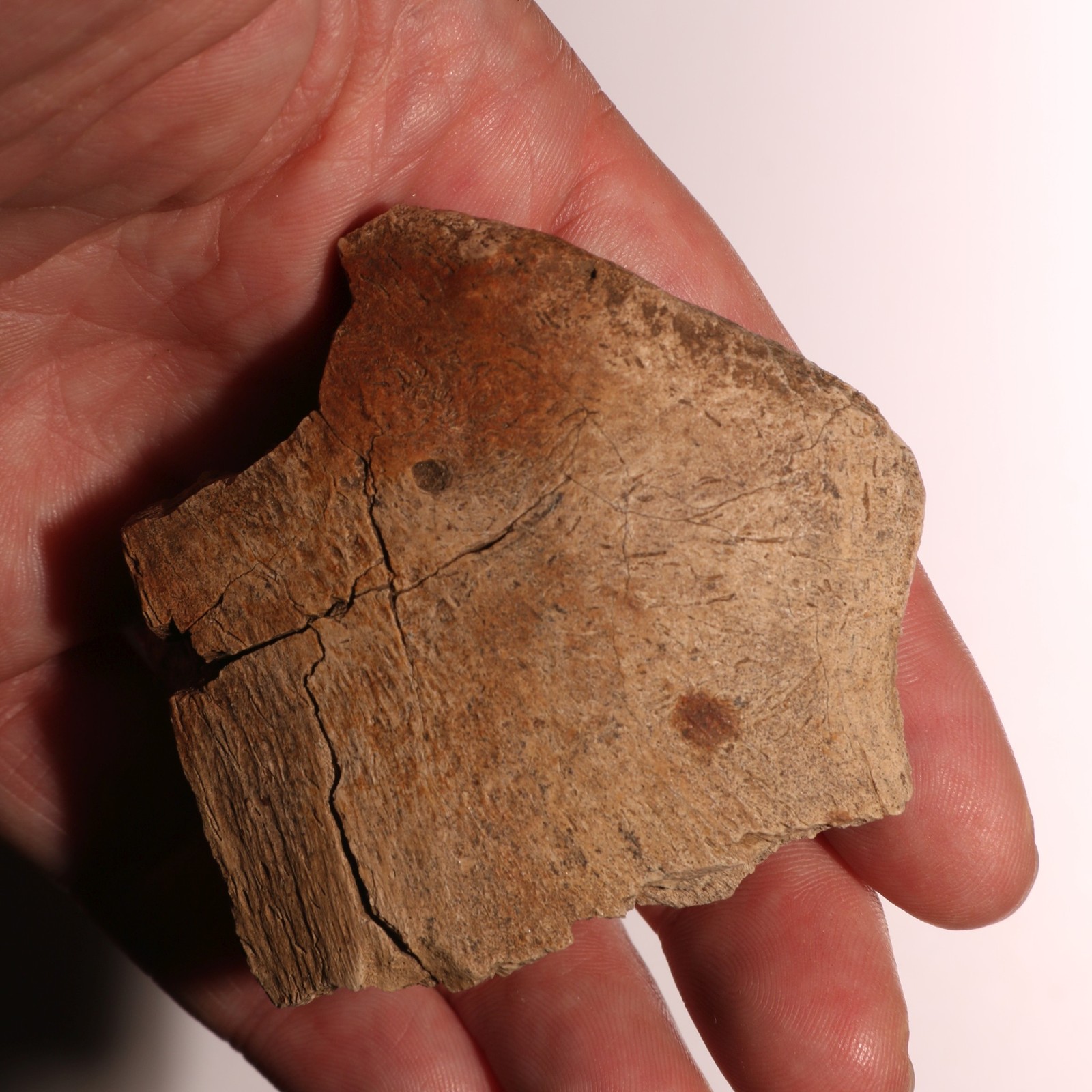 Pathological Deformed Dinosaur Ungual Hell Creek Formation - Fossil CRETACEOUS Pathological Deformed Dinosaur Ungual Hell Creek Formation - Fossil CRETACEOUS