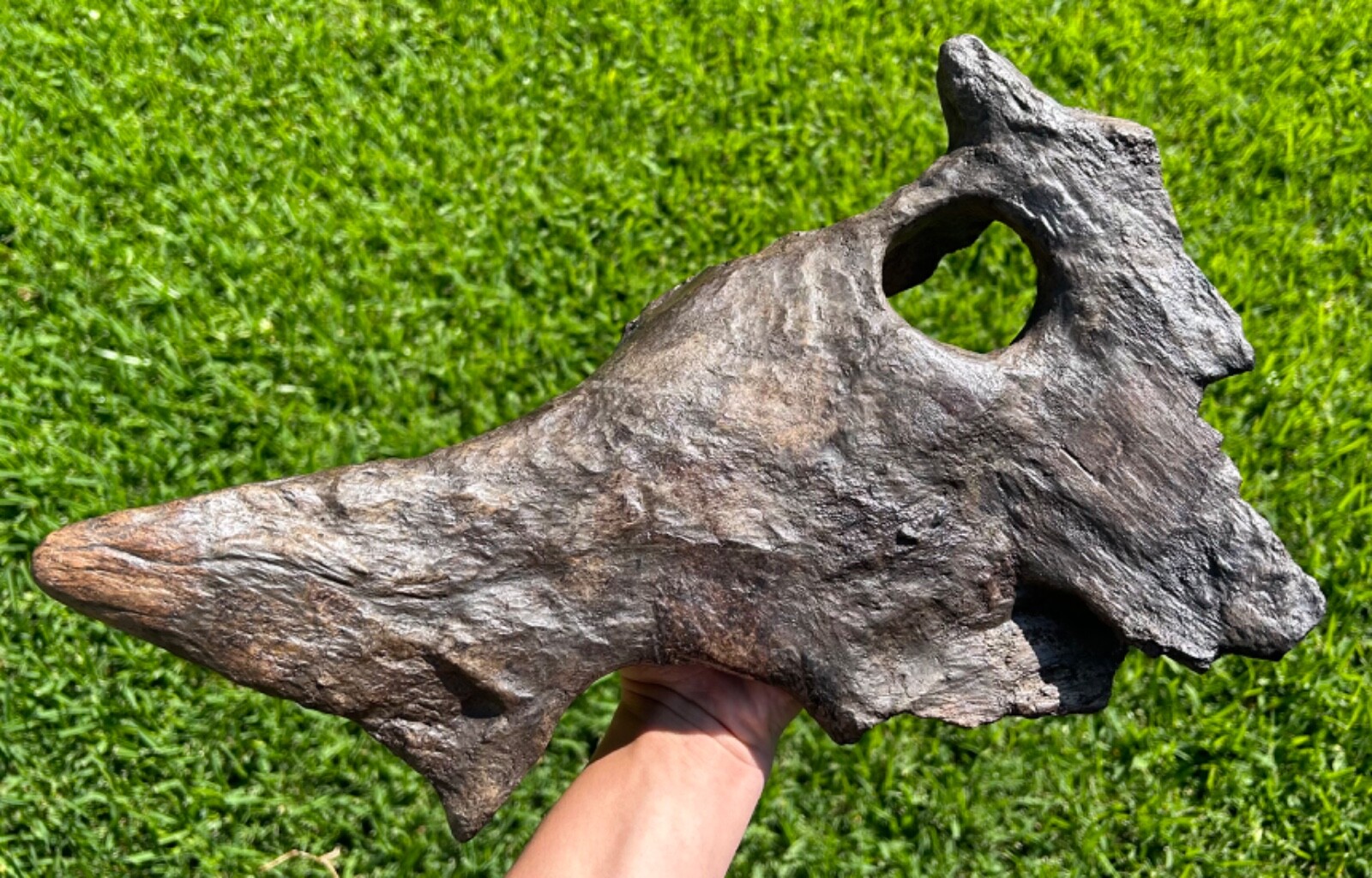 Brachyceratops Partial Dinosaur Skull Fossil Two Medicine Triceratops Relative