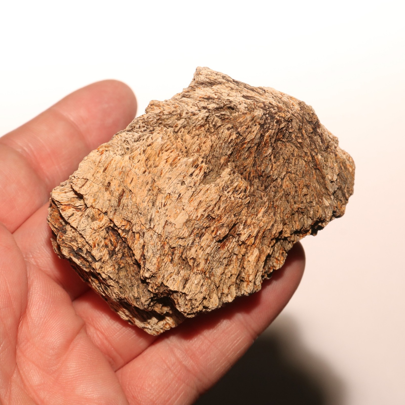 Dinosaur Ungual Triceratops or Edmontosaurus Hell Creek Formation Cretaceous Dinosaur Ungual Triceratops or Edmontosaurus Hell Creek Formation Cretaceous