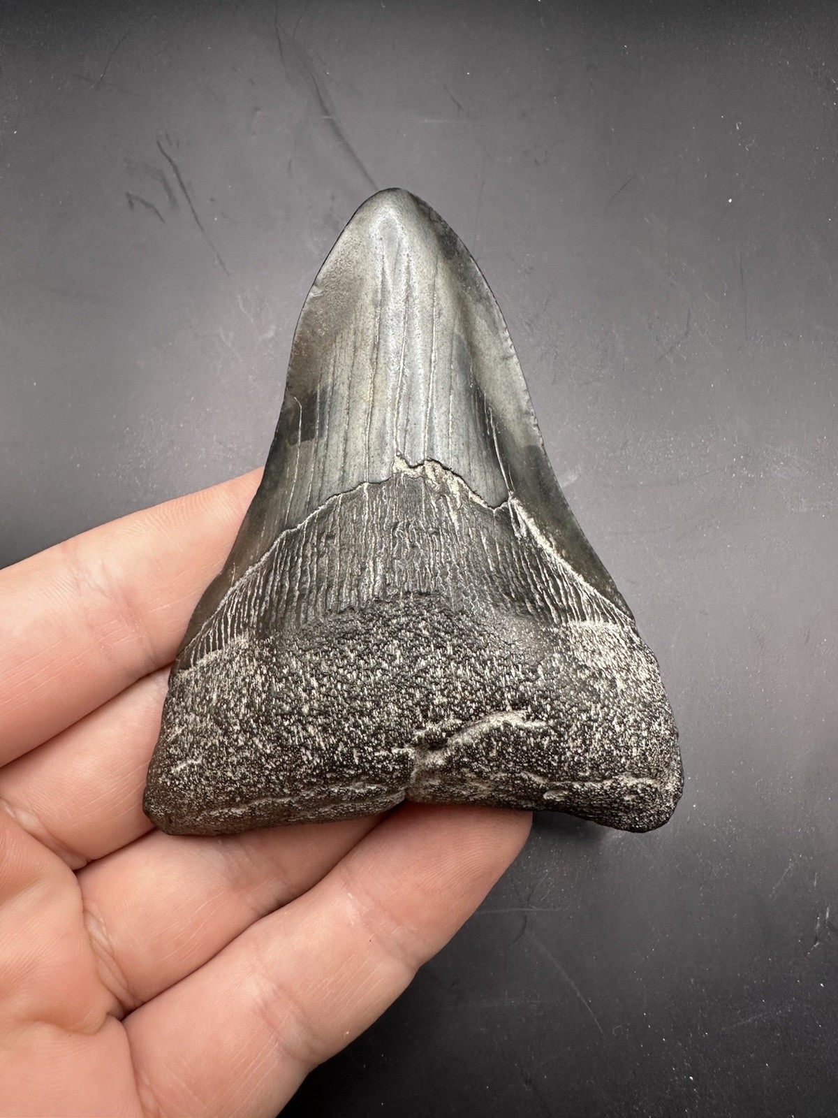 Pathological Twisted Megalodon Tooth 3.5” Megalodon Tooth Deformed Megalodon