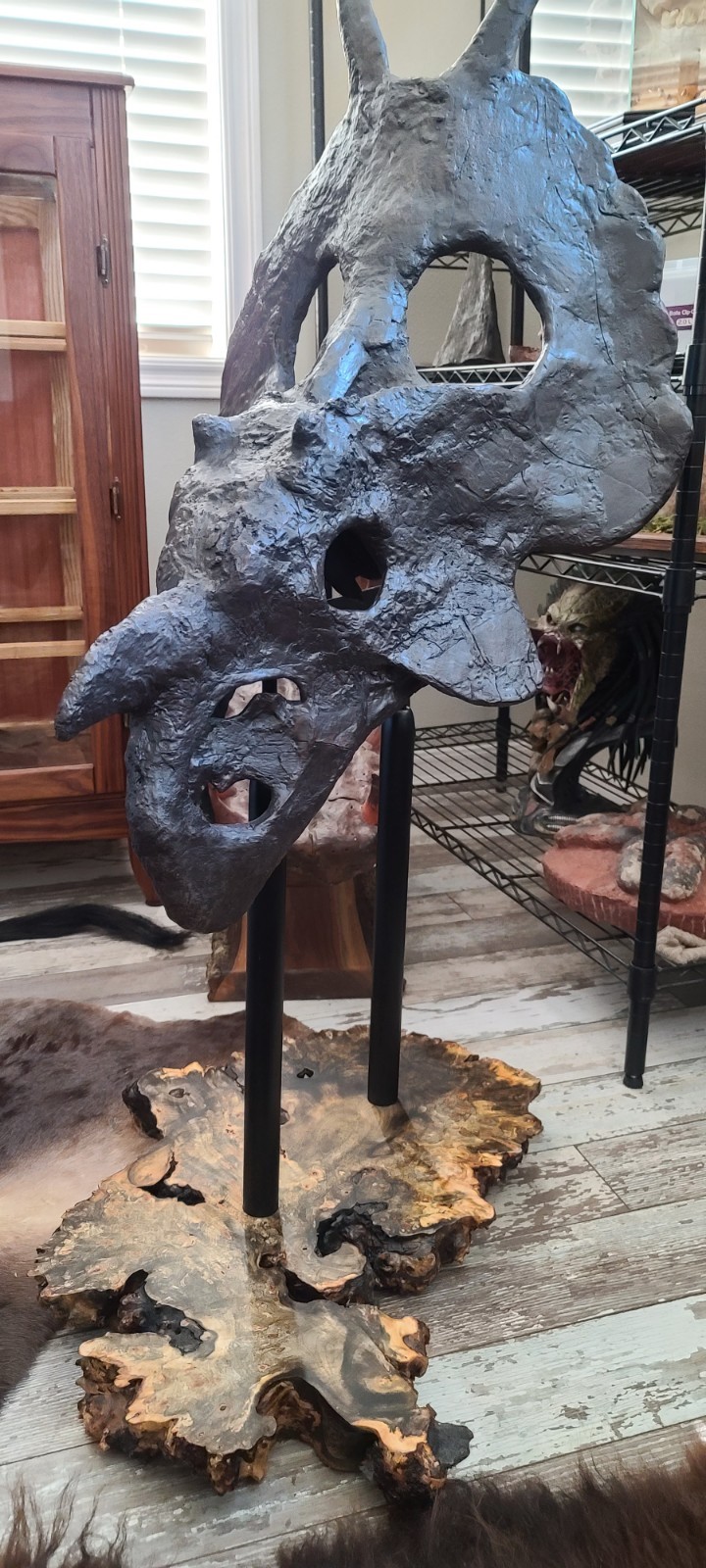 Einiosaurus procurvicornis DINOSAUR FOSSIL Skull 90% Genuine Beyond Rare Einiosaurus procurvicornis DINOSAUR FOSSIL Skull 90% Genuine Beyond Rare