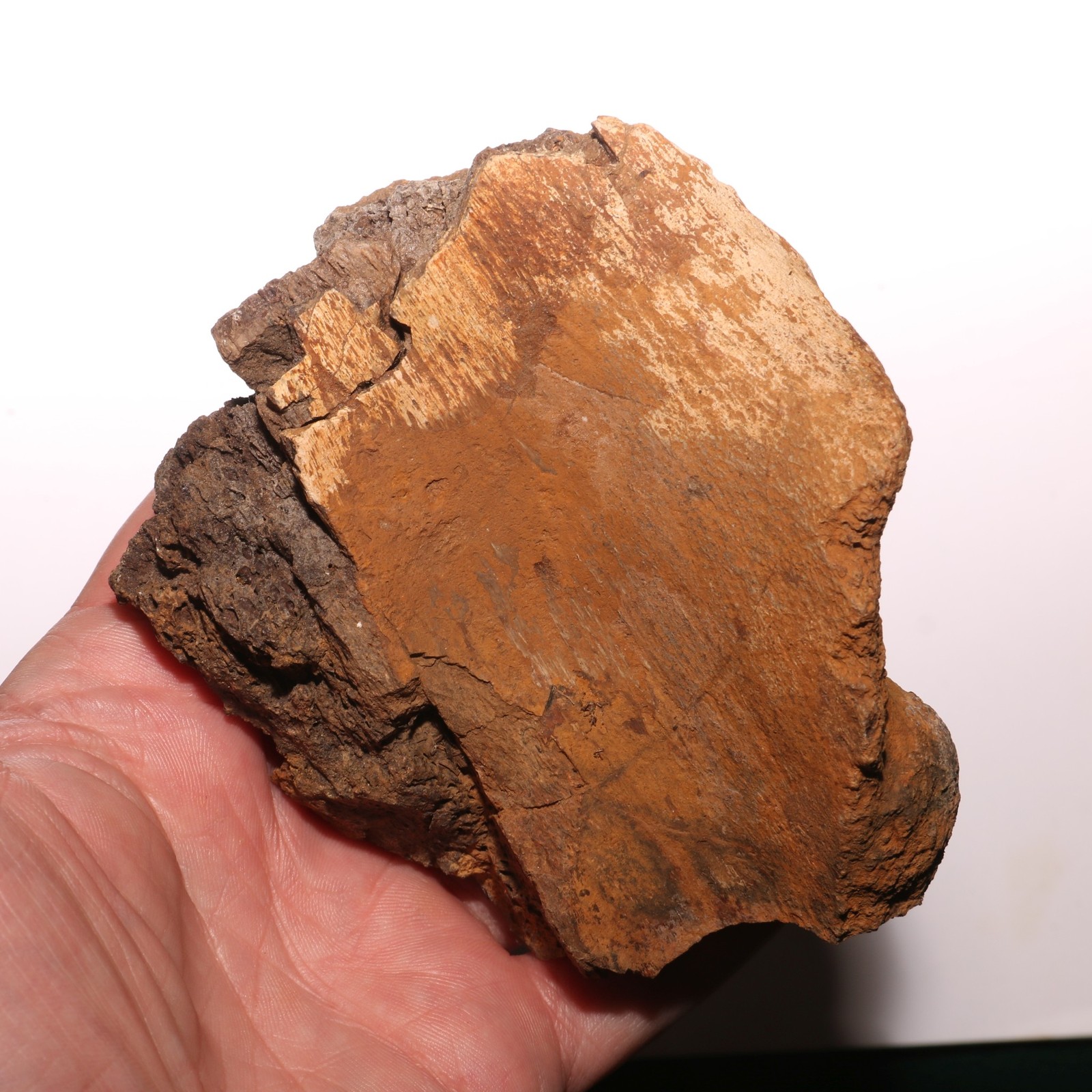 Torosaurus Ungual Toe Claw - Dinosaur Fossil - Hell Creek Formation Cretaceous