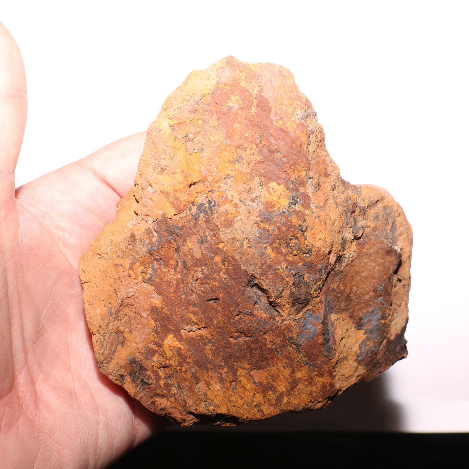 Torosaurus Ungual Toe Nail Claw Dinosaur Fossil Hell Creek Formation Cretaceous Torosaurus Ungual Toe Nail Claw Dinosaur Fossil Hell Creek Formation Cretaceous