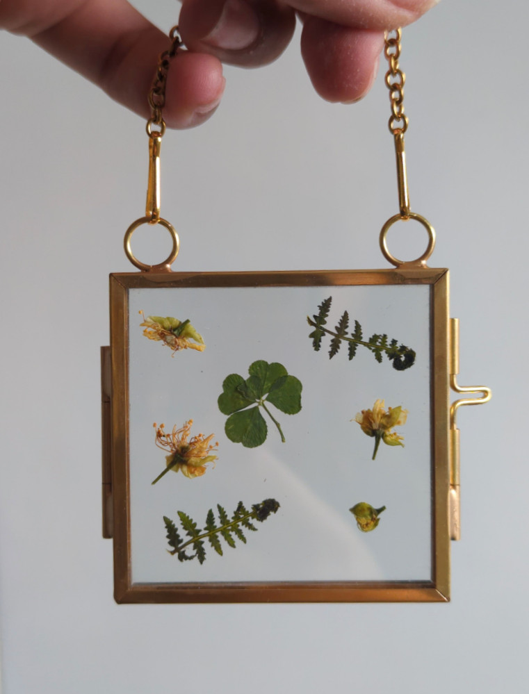 Real natural five-leaf clover Real natural five-leaf clover