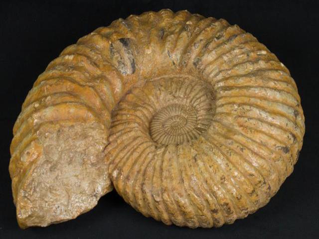 NobleSpirit {3970} Rare Massive 47LB Ammonite 75 Million Year Old Fossil NobleSpirit {3970} Rare Massive 47LB Ammonite 75 Million Year Old Fossil