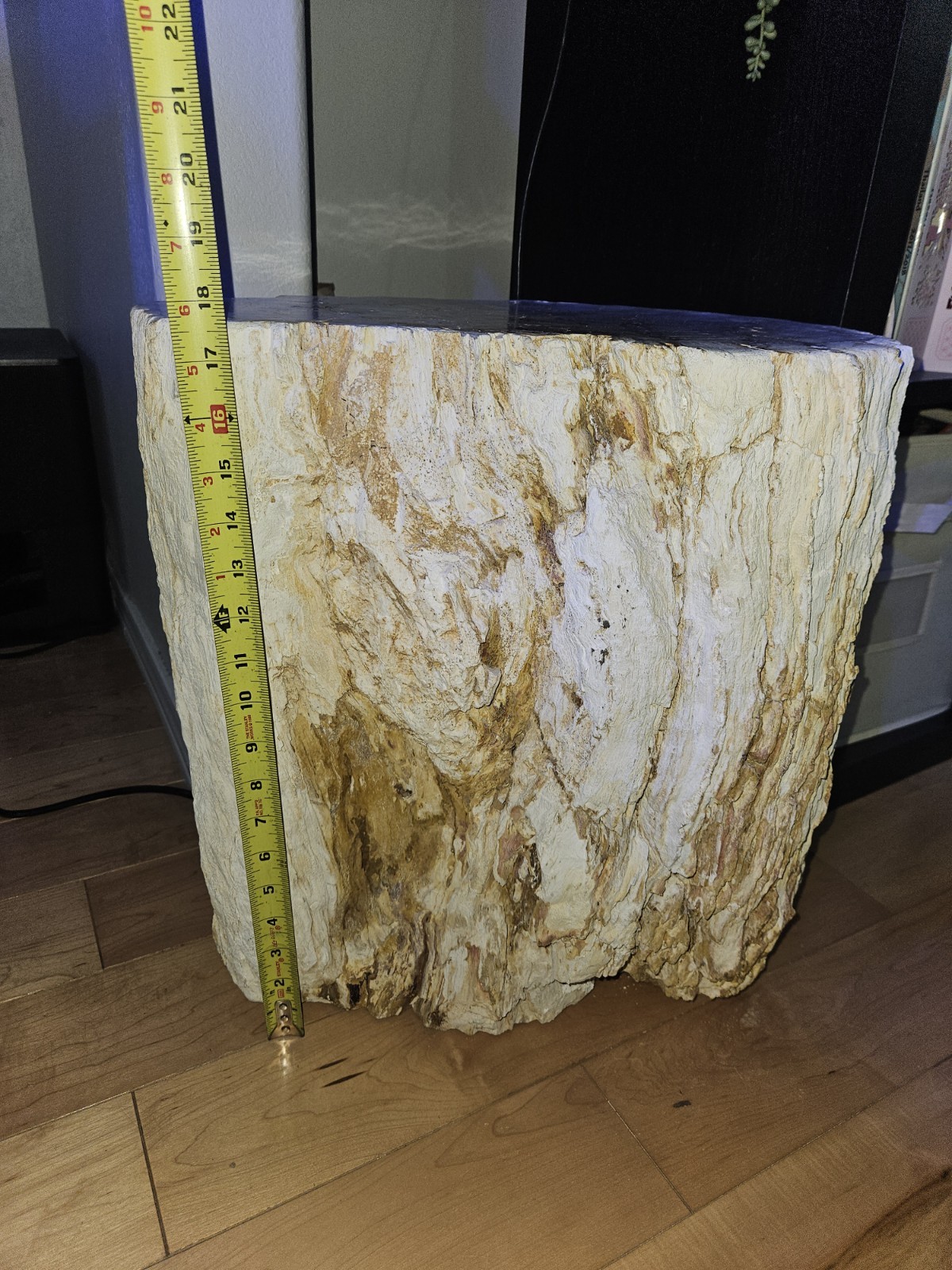 Large Petrified Wood Log Section Fossil Display Piece, Approx 18 in Diameter