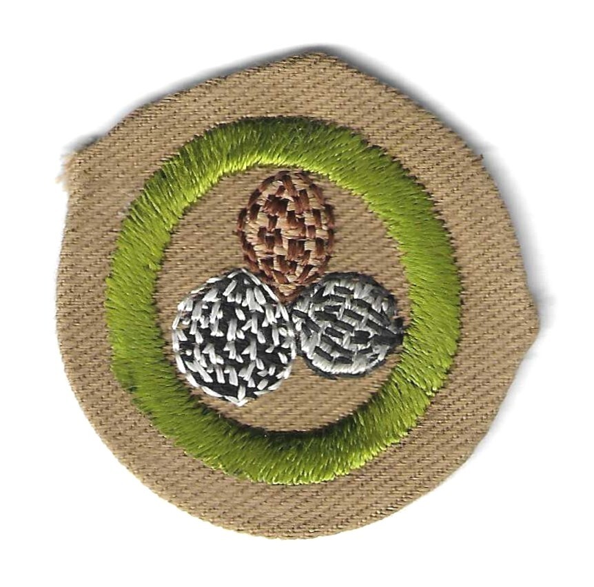 BSA NUT CULTURE MERIT BADGE RARE 1934-35 TYPE B TAN WIDE CRIMP MINT BSA NUT CULTURE MERIT BADGE RARE 1934-35 TYPE B TAN WIDE CRIMP MINT