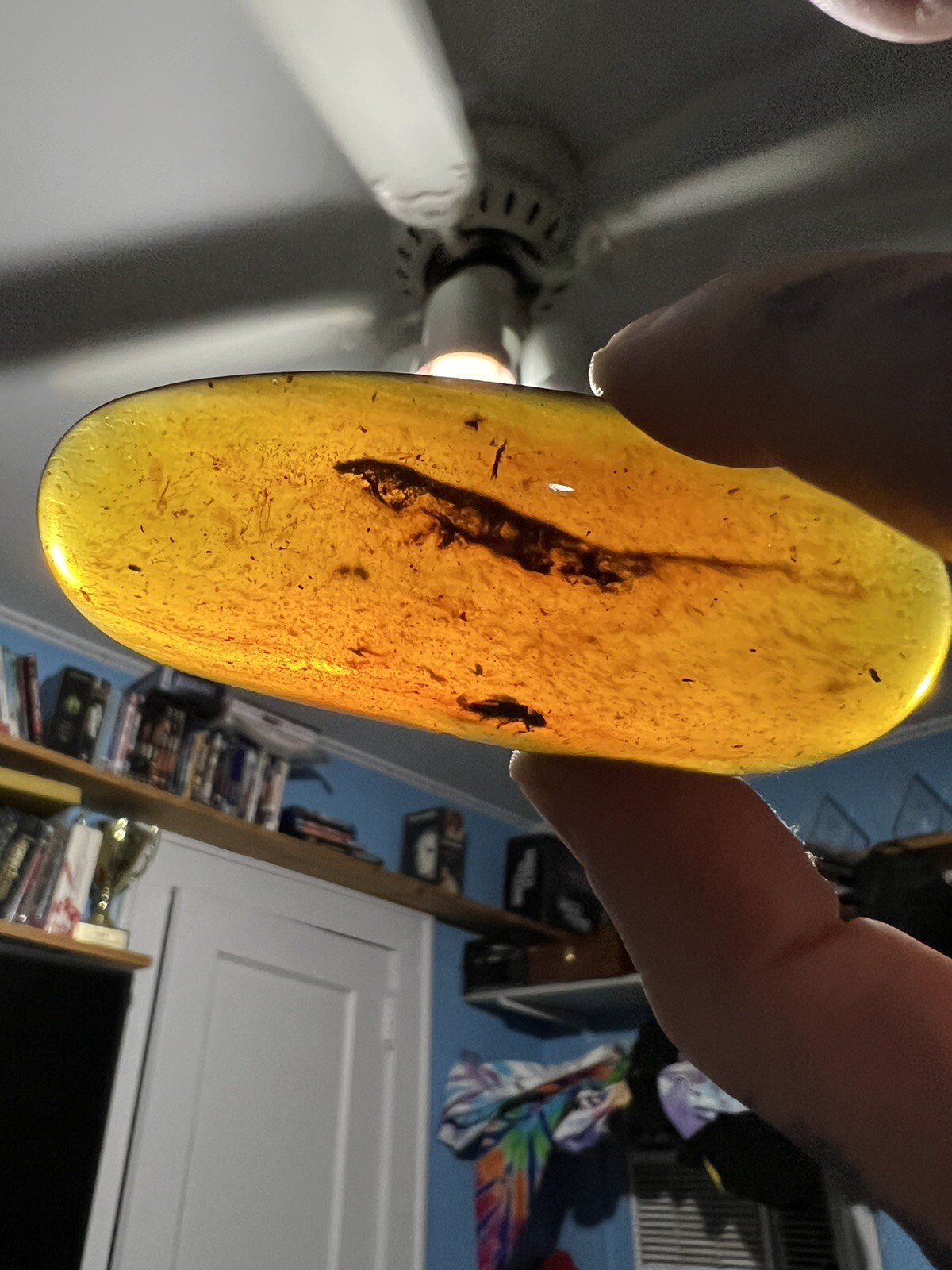 Burmite Amber Fossil Complete Lizard Skeleton Museum Quality Myanmar