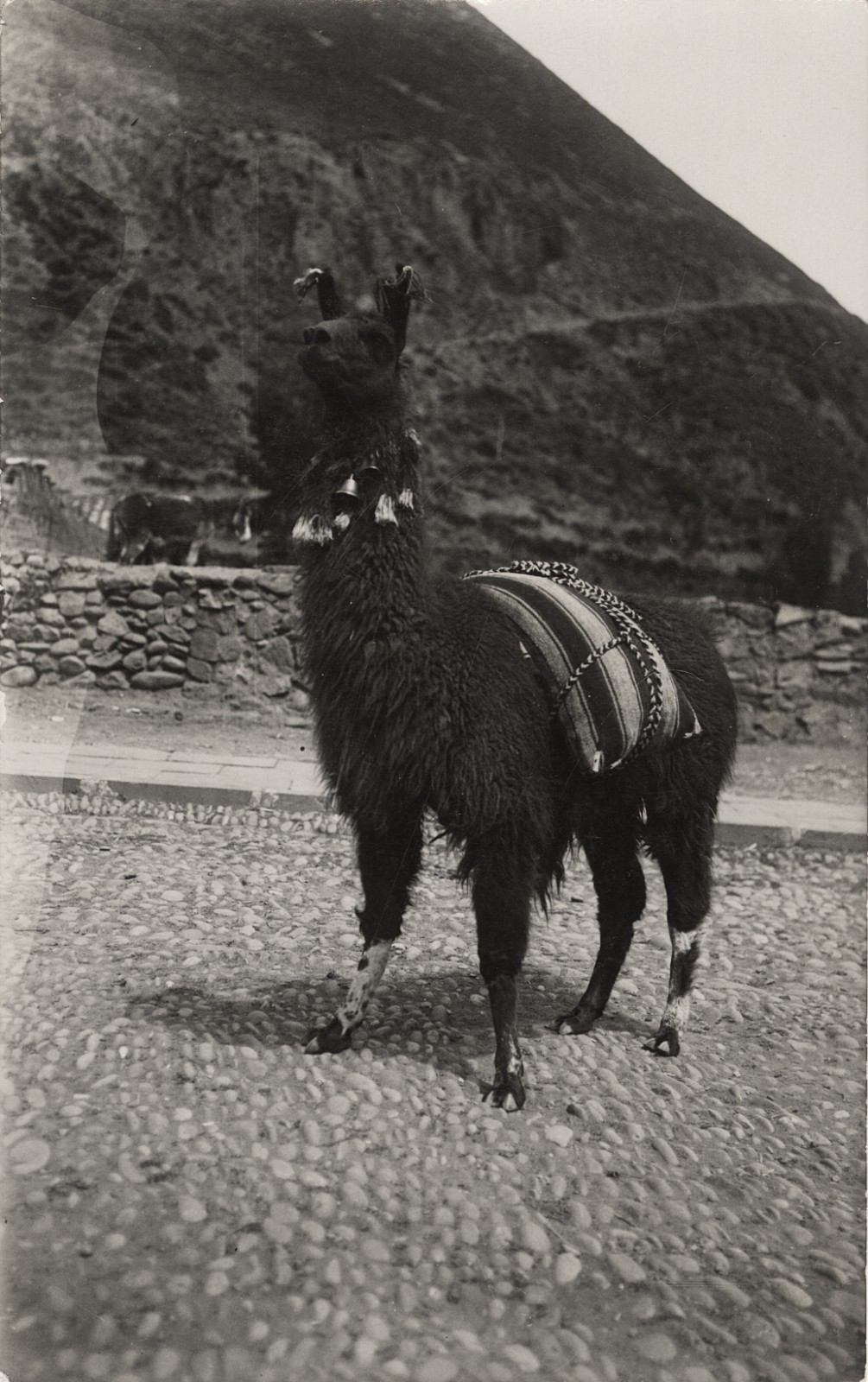 c. 1940's Llama, Peru RPPC by Martin Chambi Jiménez