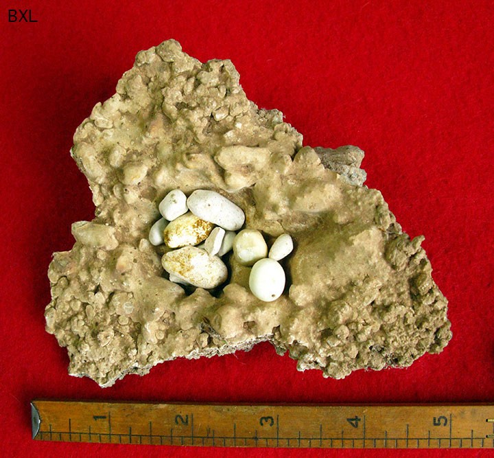 Bisbee AZ - World Class Calcite Bird's Nest Specimen - SW Mine - Ultra Rare @ Bisbee AZ - World Class Calcite Bird's Nest Specimen - SW Mine - Ultra Rare @