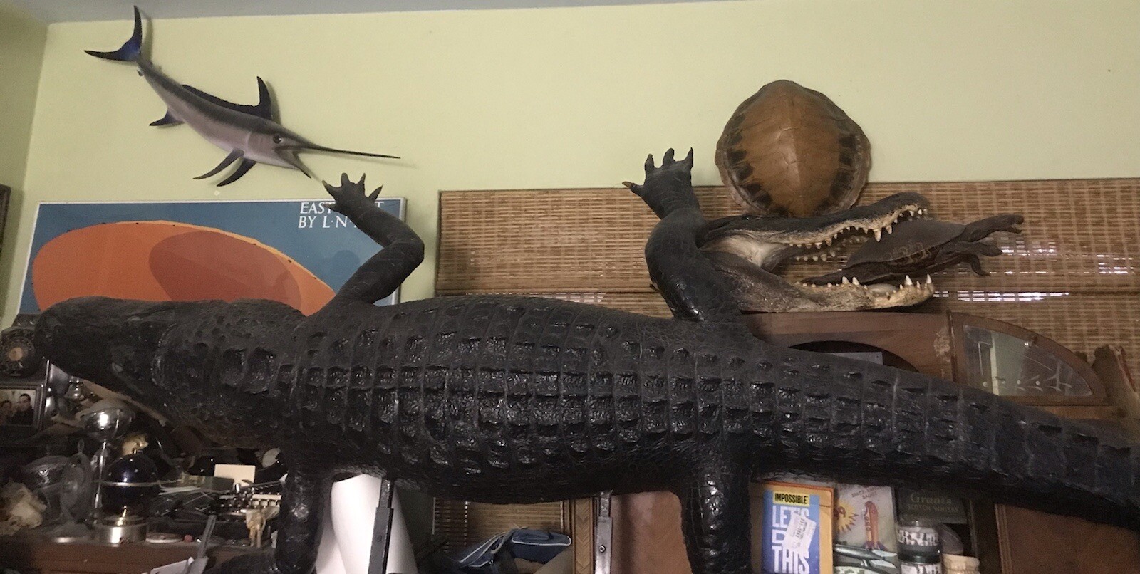 Vintage 10.2ft Long Taxidermy Full-Length Alligator REAL SKIN Teeth tagged RARE Vintage 10.2ft Long Taxidermy Full-Length Alligator REAL SKIN Teeth tagged RARE
