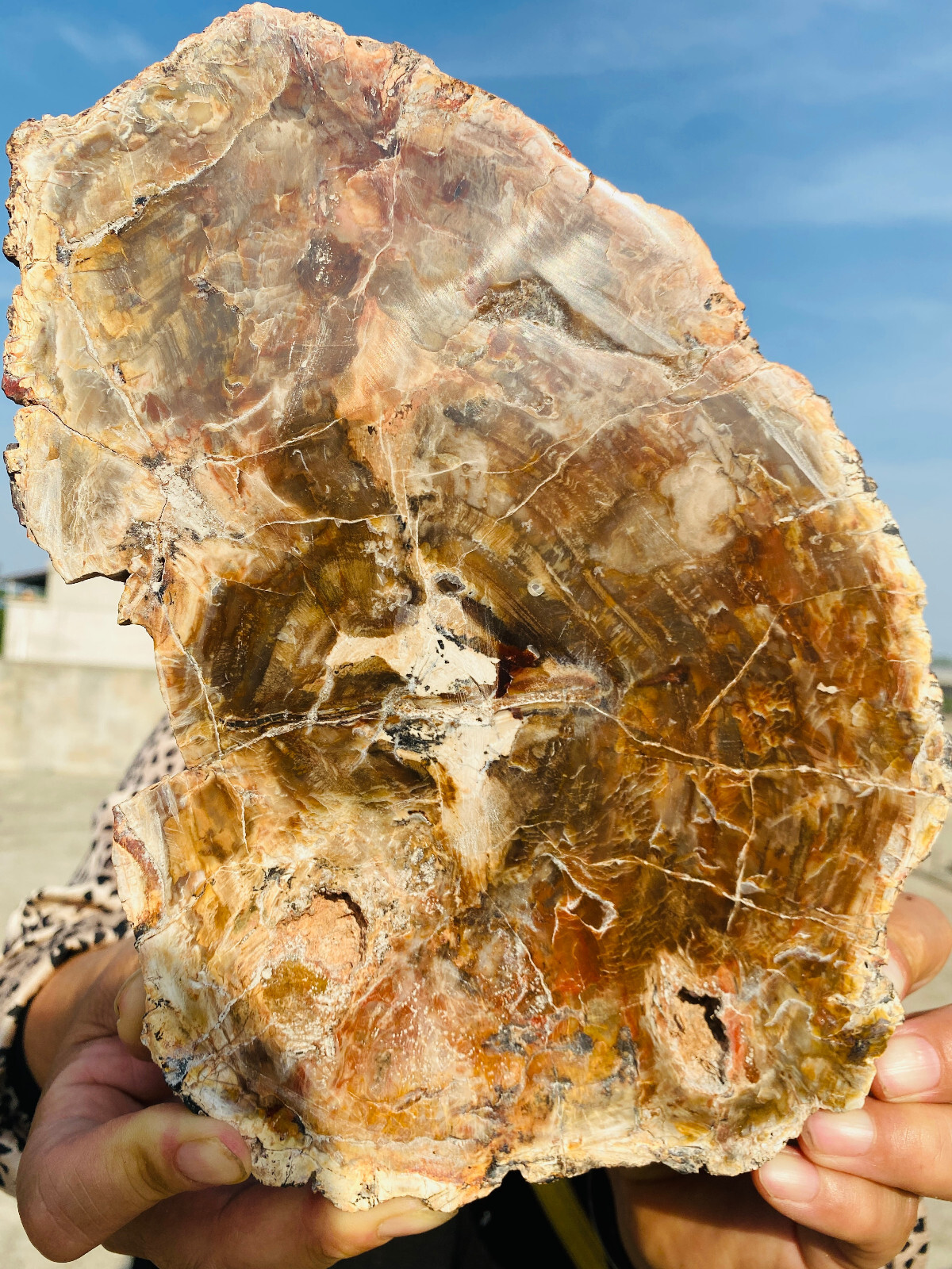 2.9lb Beautiful specimens of natural Petrified Wood fossils from Madagascar 2.9lb Beautiful specimens of natural Petrified Wood fossils from Madagascar