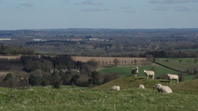 Photo A3 Sheep on Ladle Hill, Hants Old Burghclere Ladle Hill is perhaps c2018 Photo A3 Sheep on Ladle Hill, Hants Old Burghclere Ladle Hill is perhaps c2018