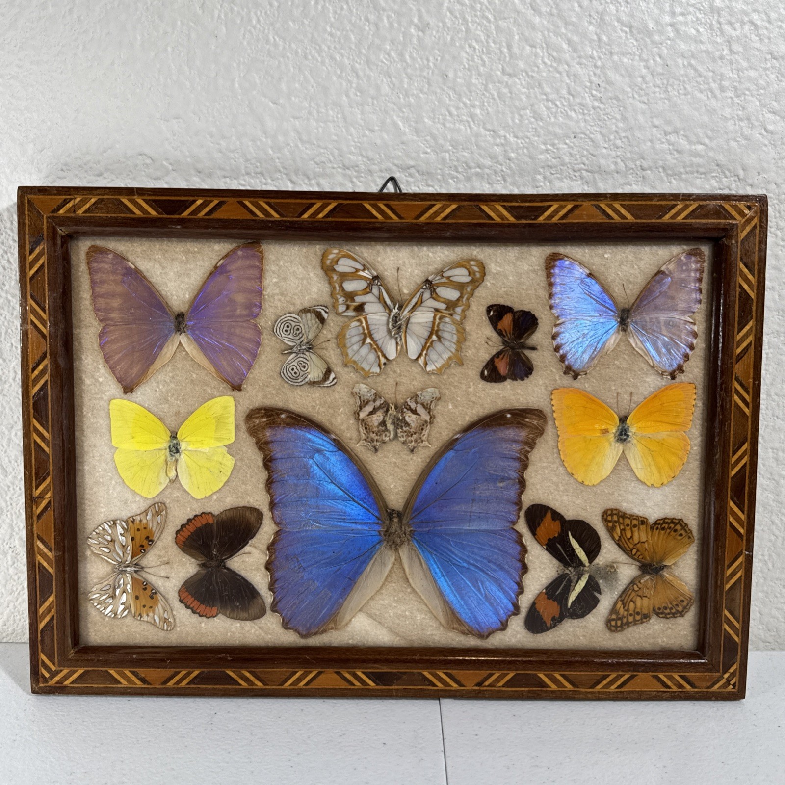 VTG Brazilian 13 Butterflies Taxidermy Butterfly 🦋 Art Casa Hugo Made in Brazil