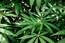 Thc Cannabis Vanity Phone Number 800 FOUND THC plus domain name picture