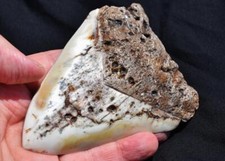 REAL FOSSIL XL Megalodon Shark Teeth 113mm UBER RARE French Polynesia 4.6