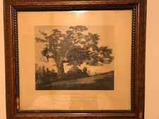 Connecticut Charter Oak Picture and Frame picture